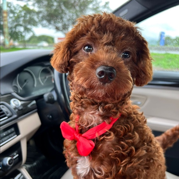 Meet your Posher, Switza - Picture 1 of 5